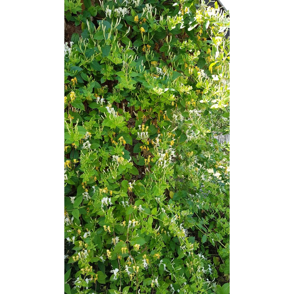 Madreselva de jardín - Lonicera japonica Hall's Prolific