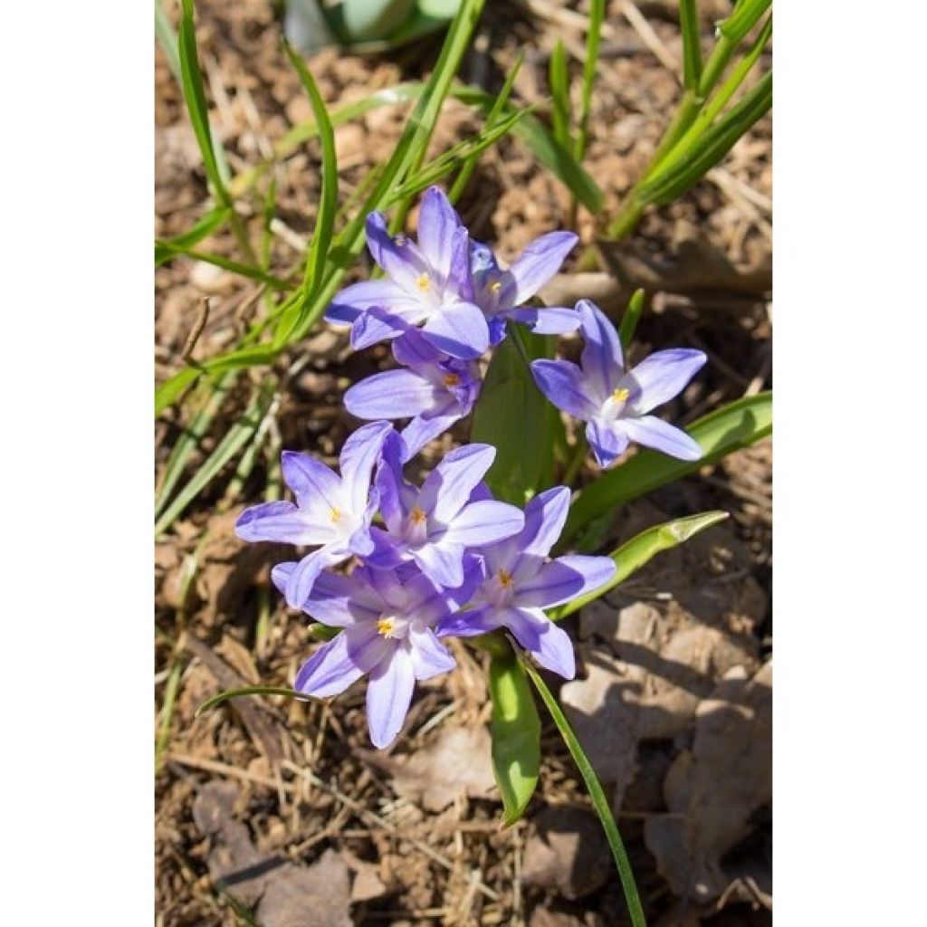 Gloria de la nieve - Chionodoxa forbesii Violet Beauty