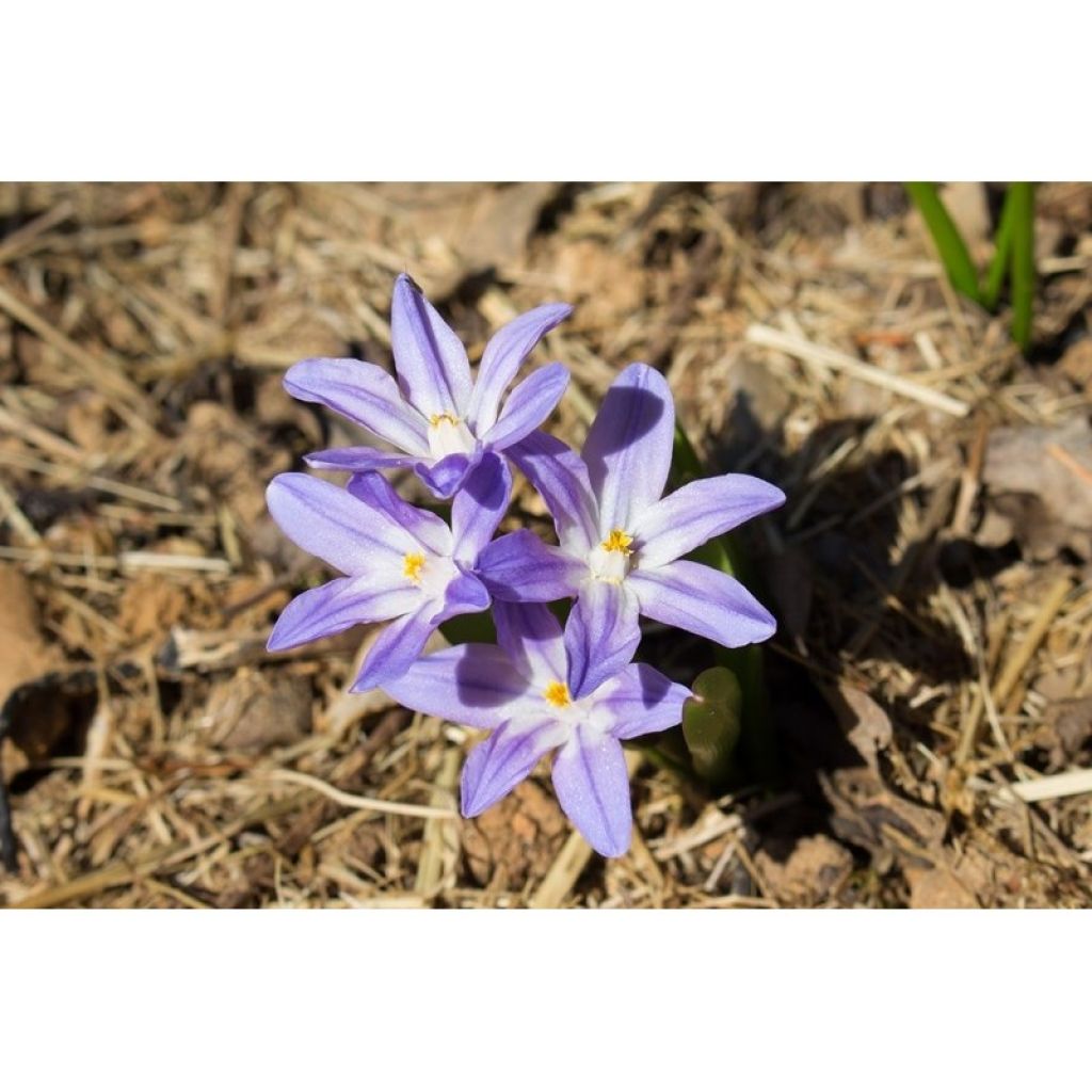 Gloria de la nieve - Chionodoxa forbesii Violet Beauty