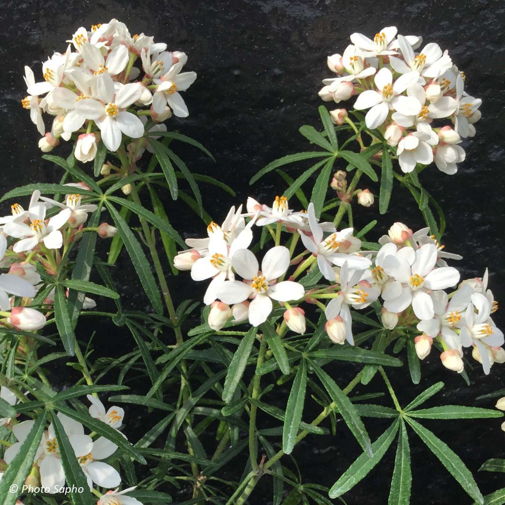 Naranjo de Méjico - Choisya Scented Gem