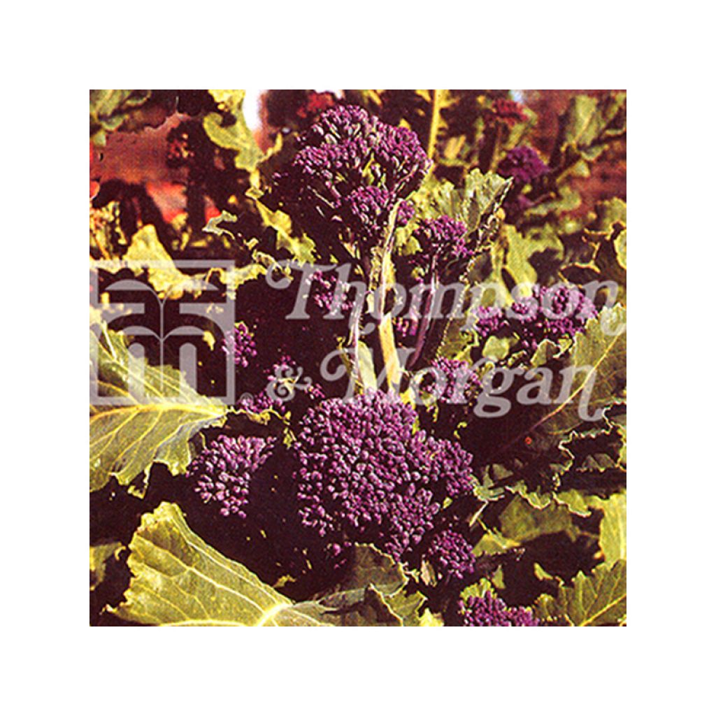 Brócoli Early Purple Sprouting