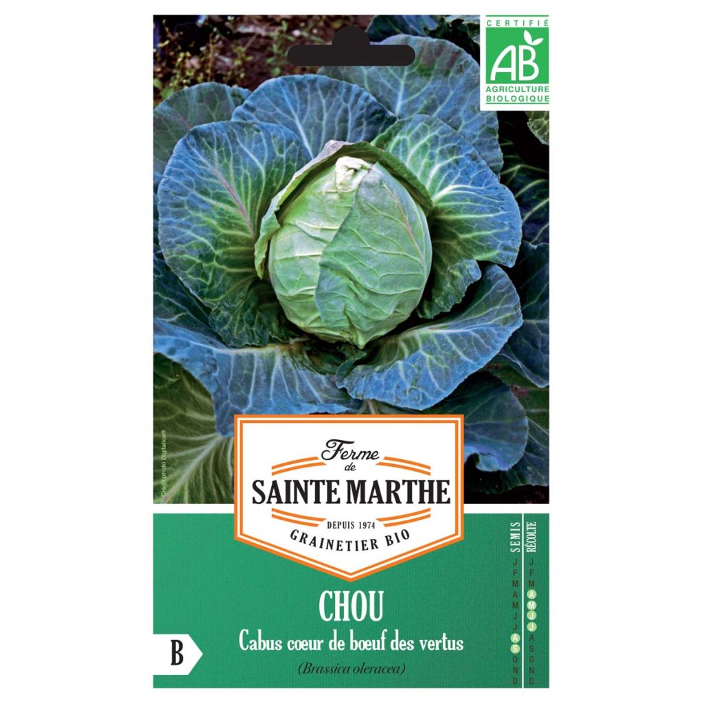 Repollo Coeur de Boeuf des Vertus