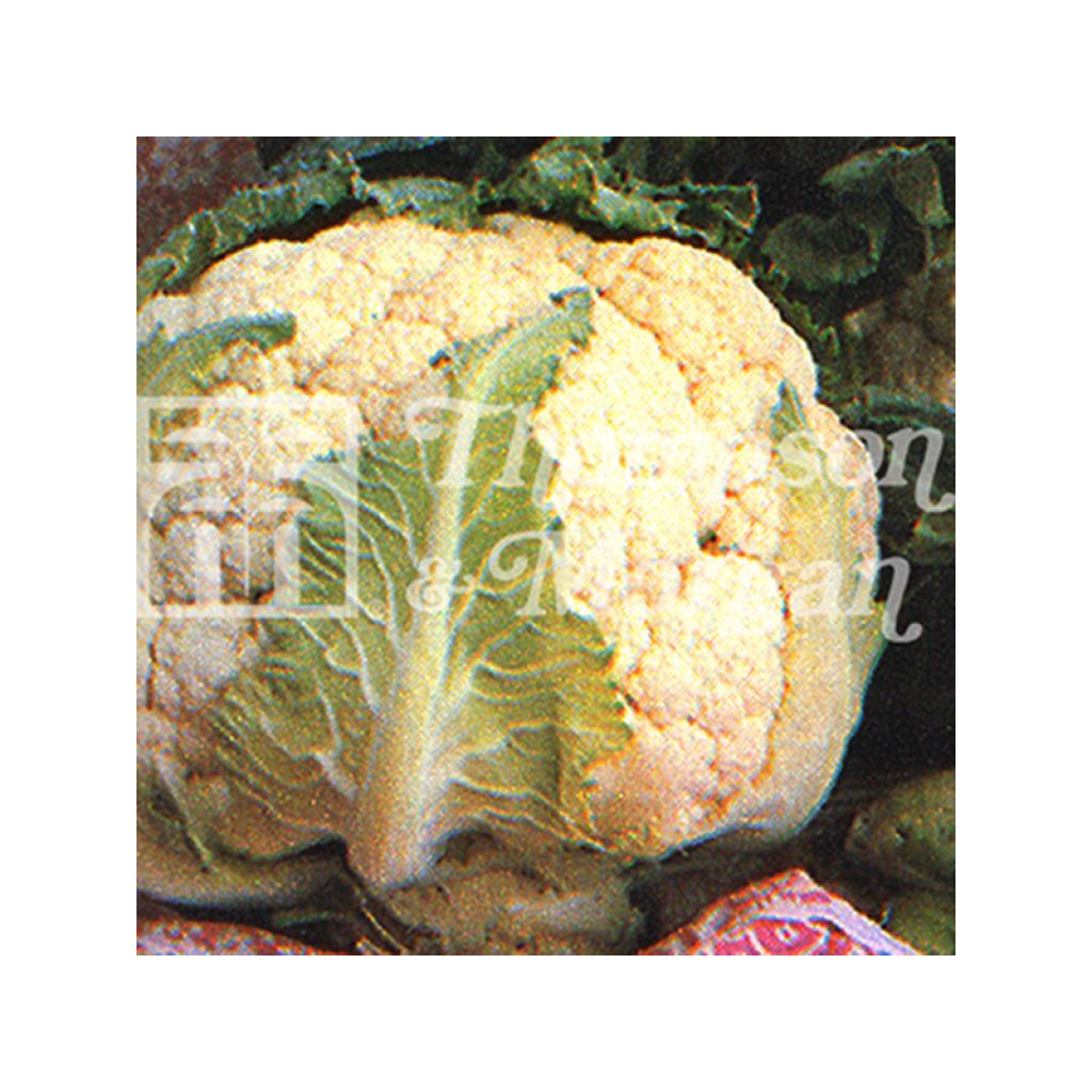 Coliflor All The Year Round