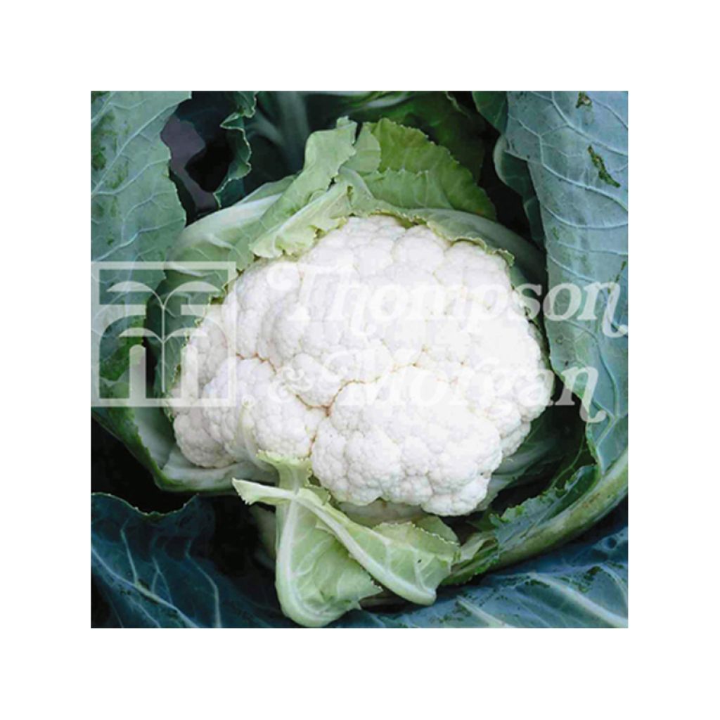 Coliflor Clapton F1