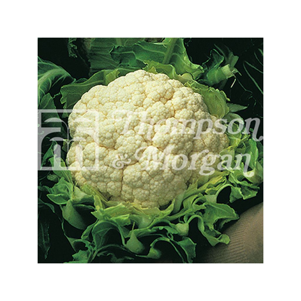 Coliflor Walcheren Winter 5