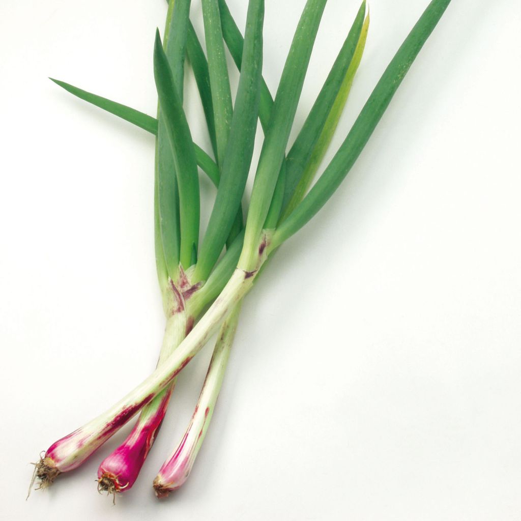 Cebolla roja (planta)