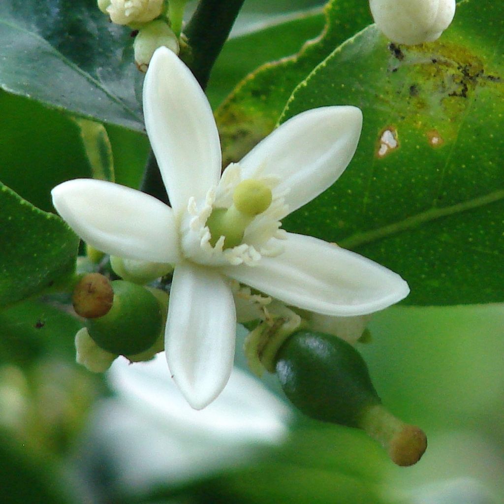 Limón persa - Citrus latifolia