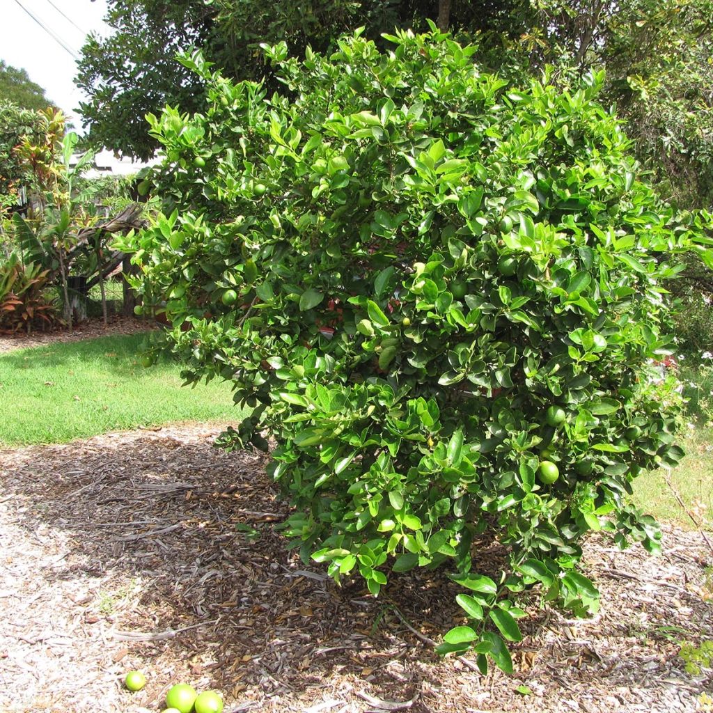 Limón persa - Citrus latifolia