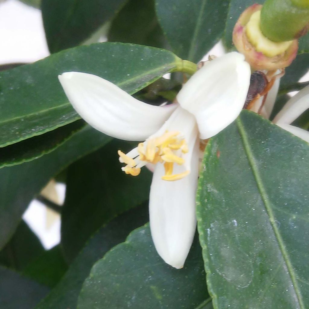 Limonero Femminello Incappucciato - Citrus limon