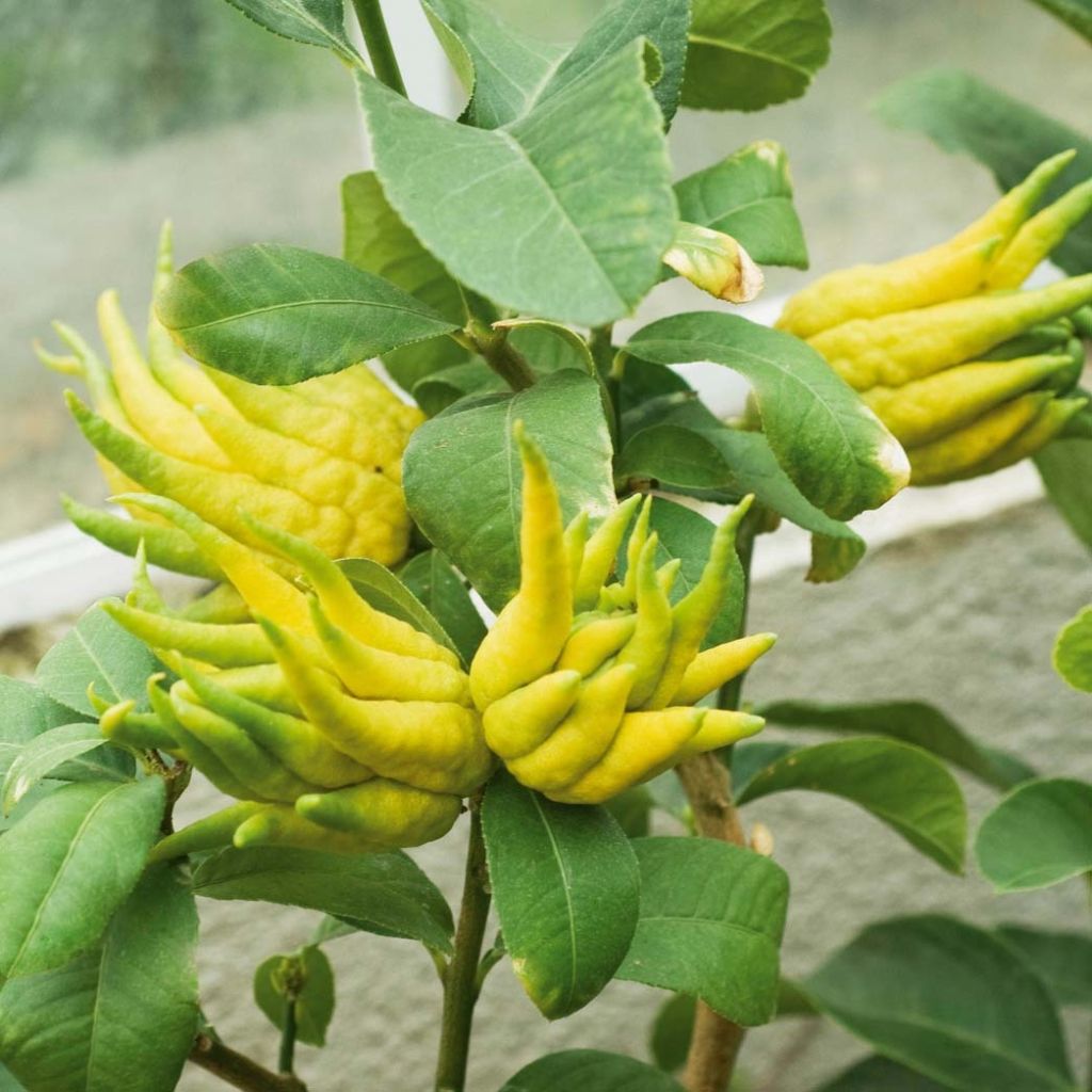 Cítrico Mano de Buda - Citrus medica var. sarcodactylis
