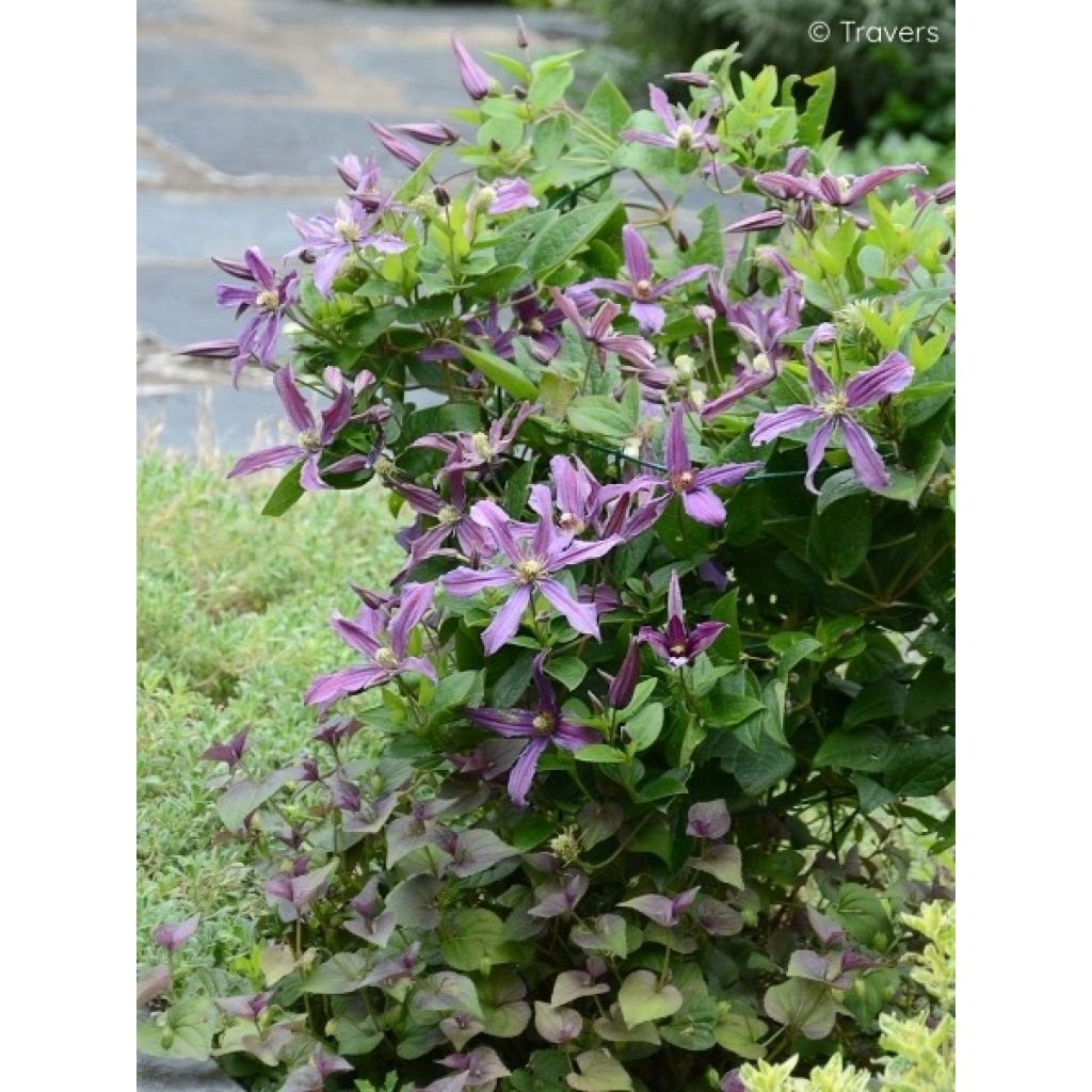 Clematis Saphyra Estrella