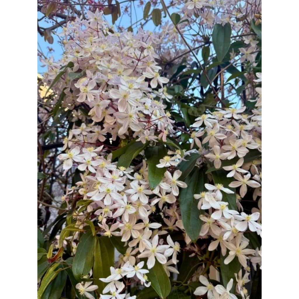Clematis armandii - Clemátide de Armand