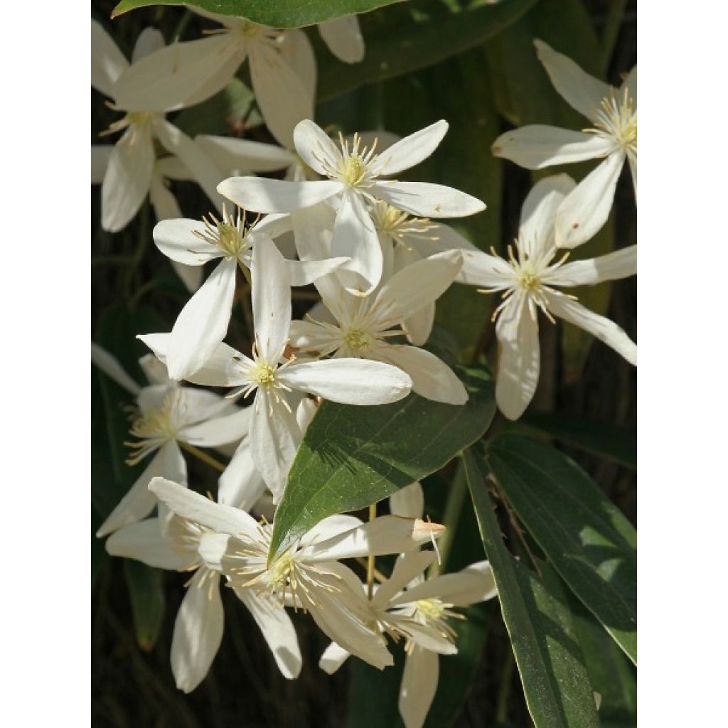 Clematis armandii - Clemátide de Armand