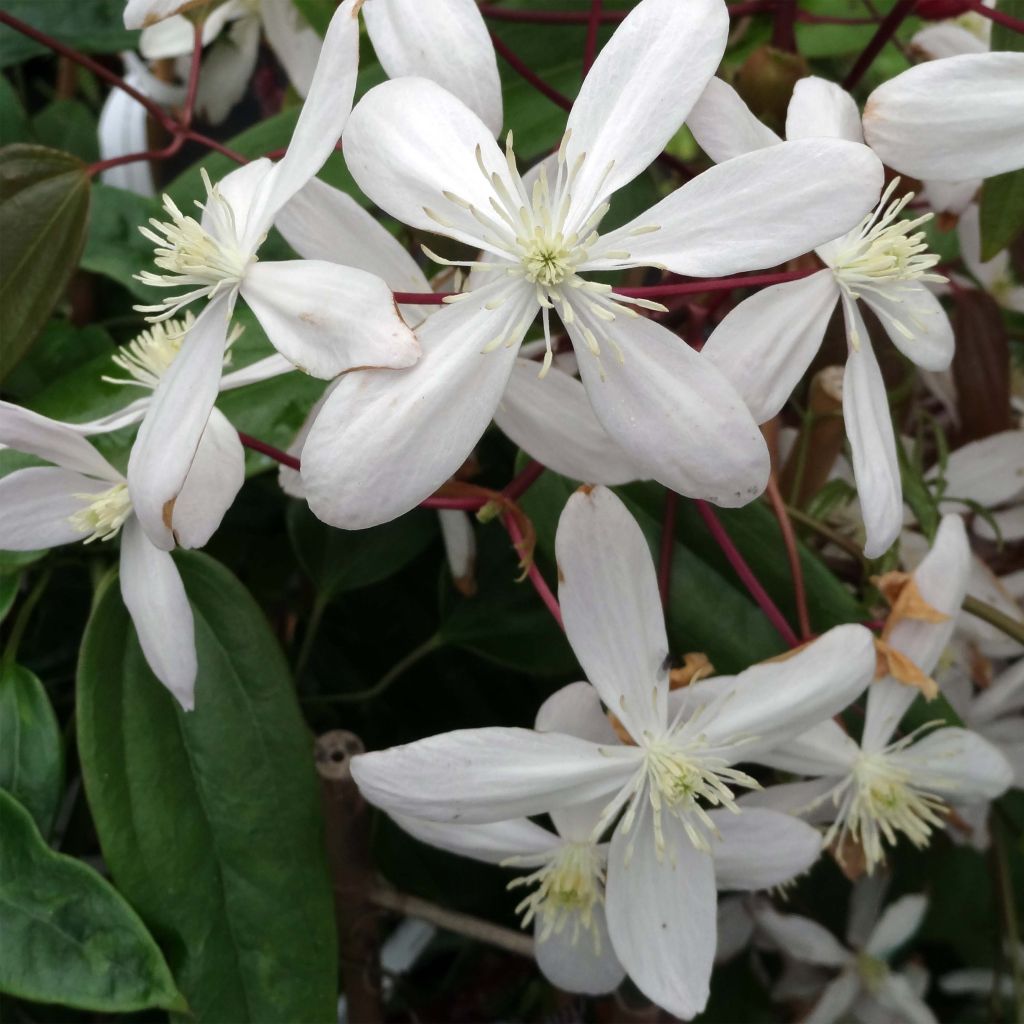 Clematis armandii Hendersonii Rubra - Clemátide de Armand