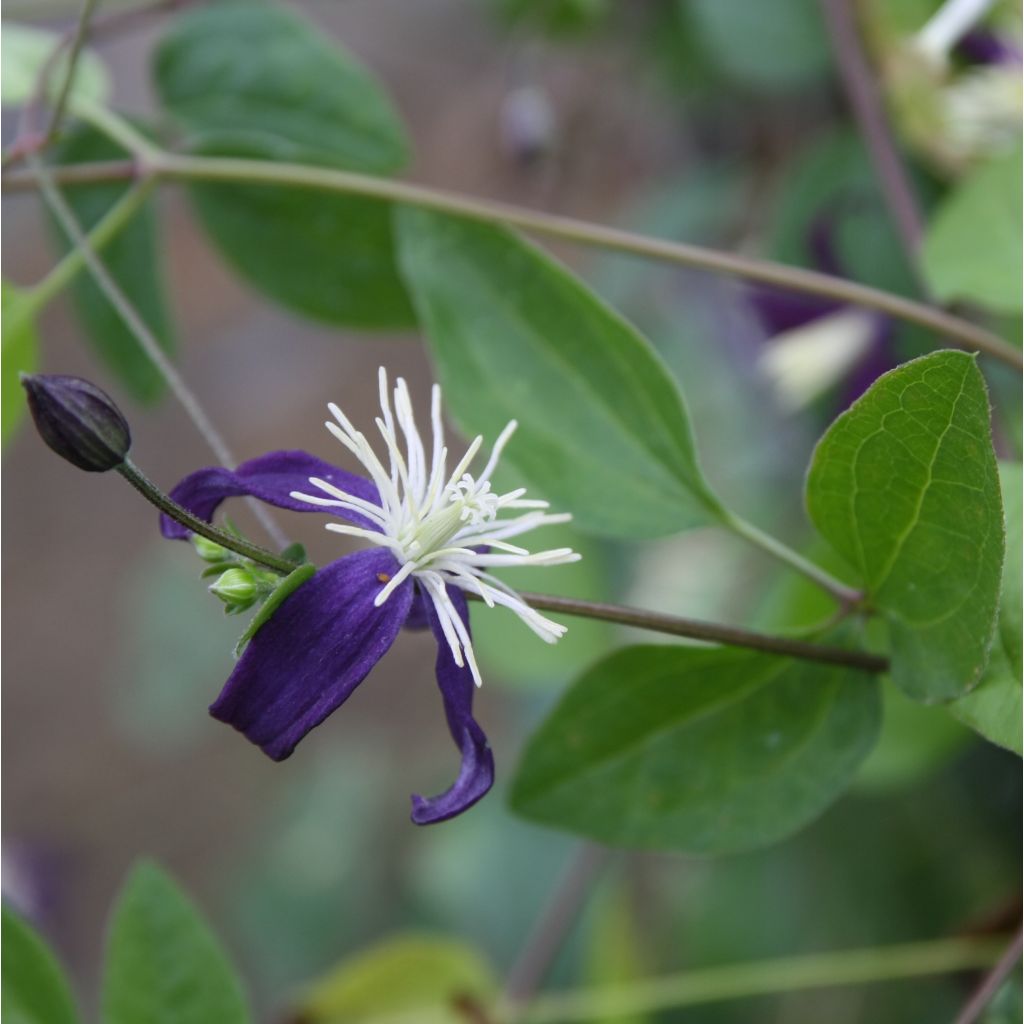 Clematis flammula Aromatica - Clemátide olorosa