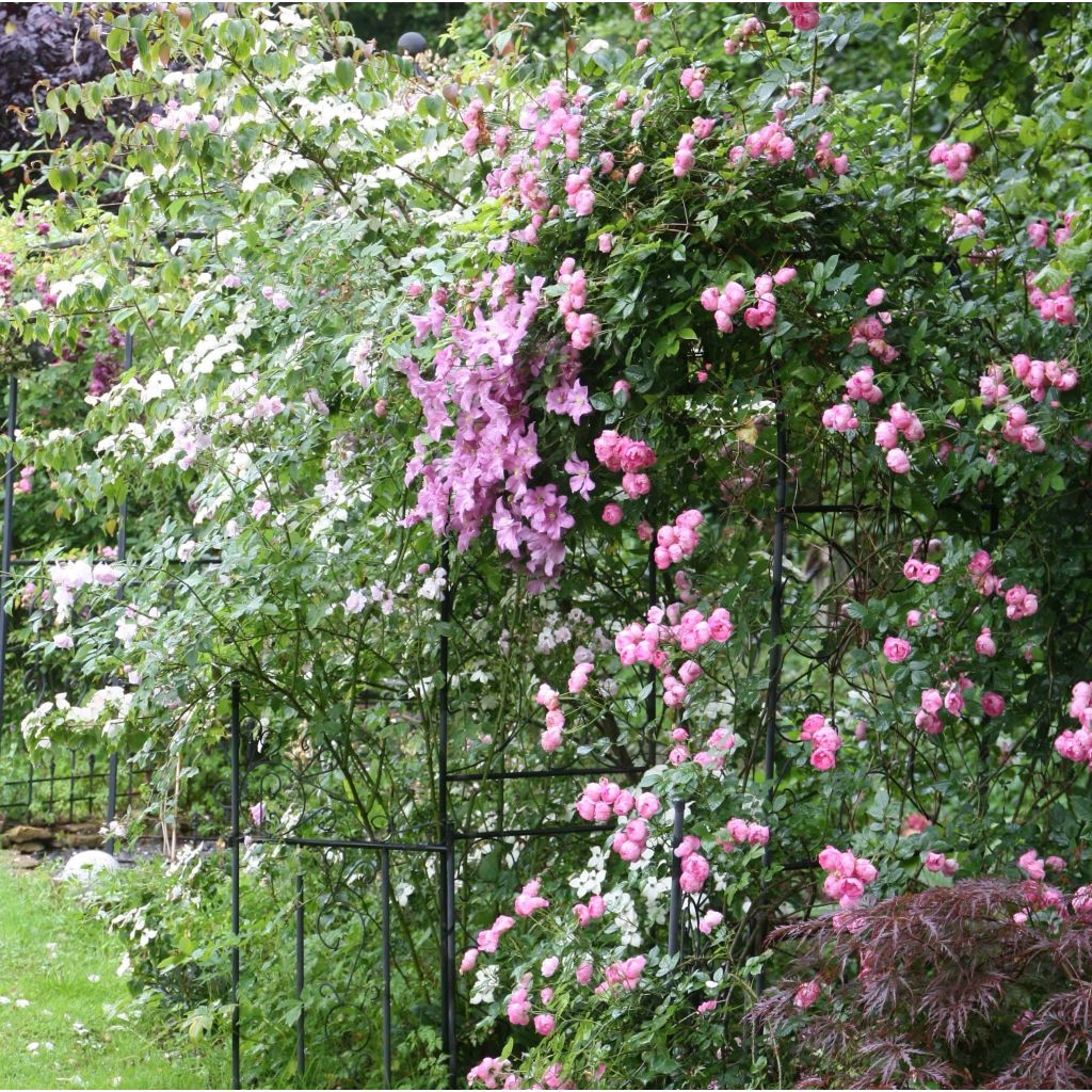 Clematis Comtesse de Bouchaud