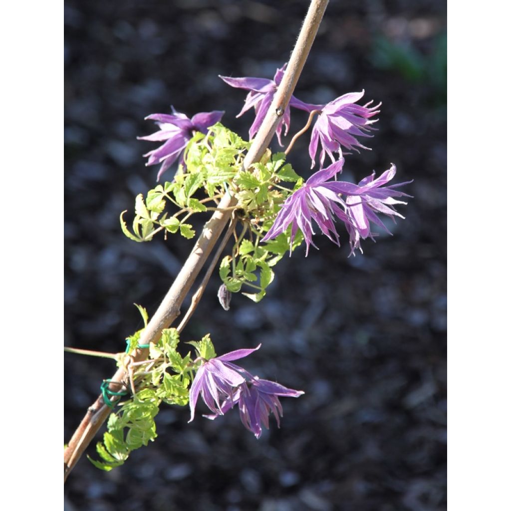 Clematis Eximia