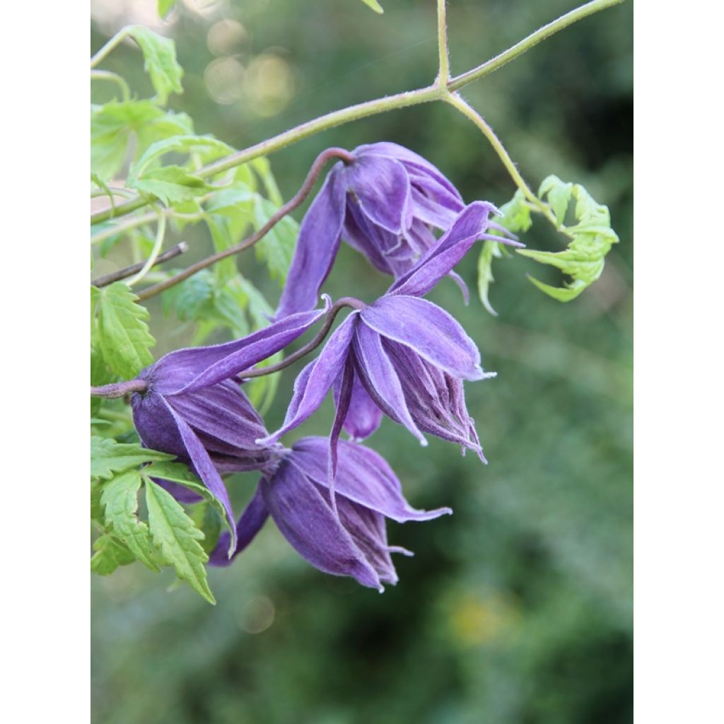 Clematis Eximia
