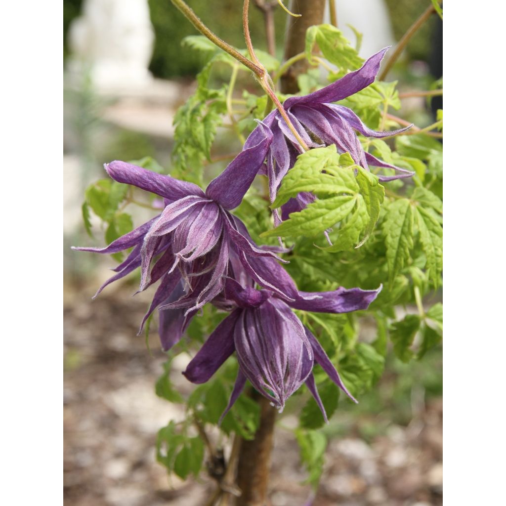 Clematis Eximia