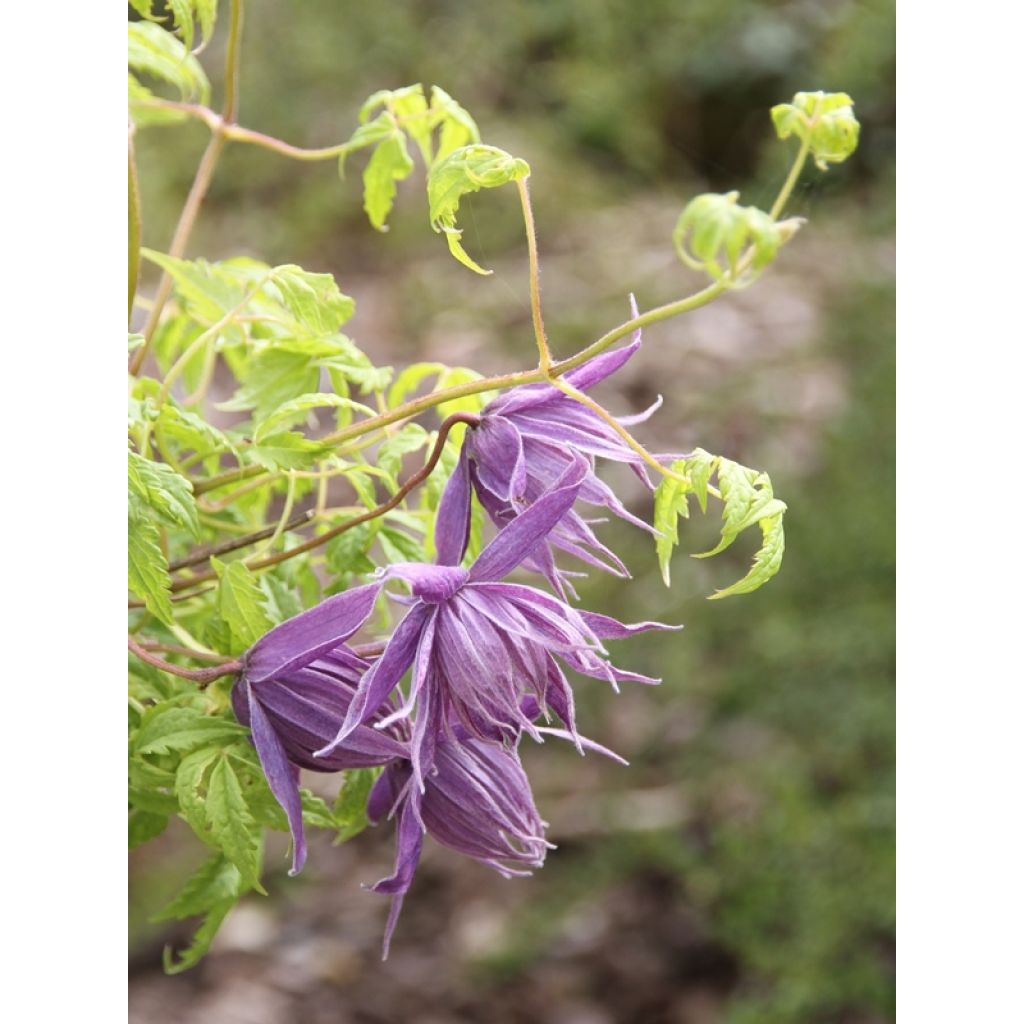 Clematis Eximia