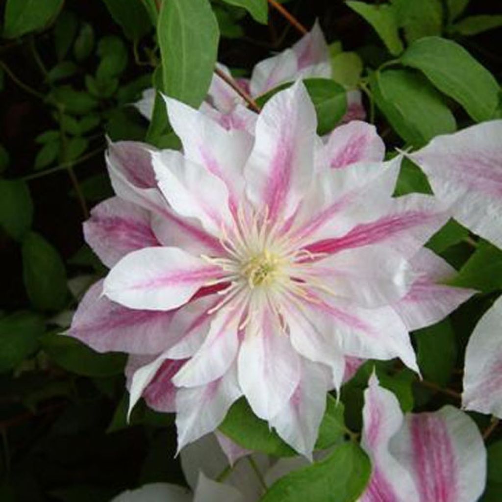 Clematis Andromeda