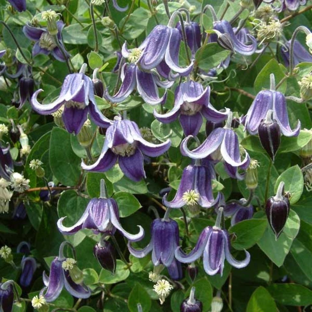 Clematis Fascination