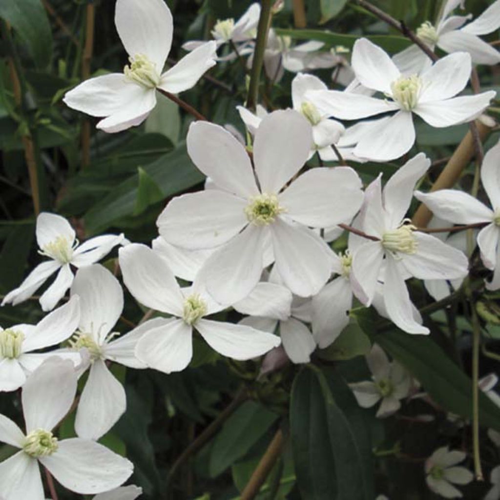 Clematis armandii Apple Blossom - Clemátide de Armand