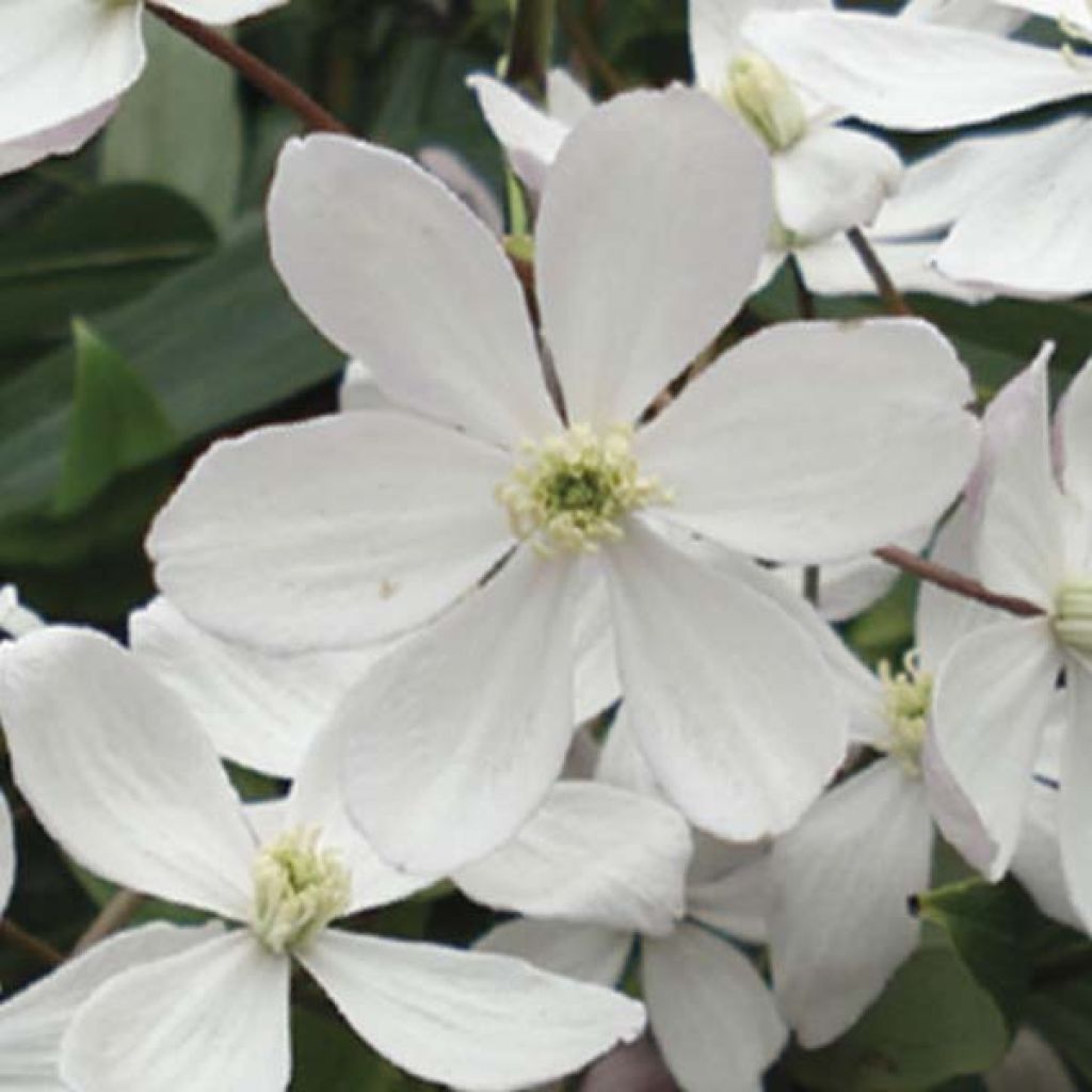 Clematis armandii Apple Blossom - Clemátide de Armand