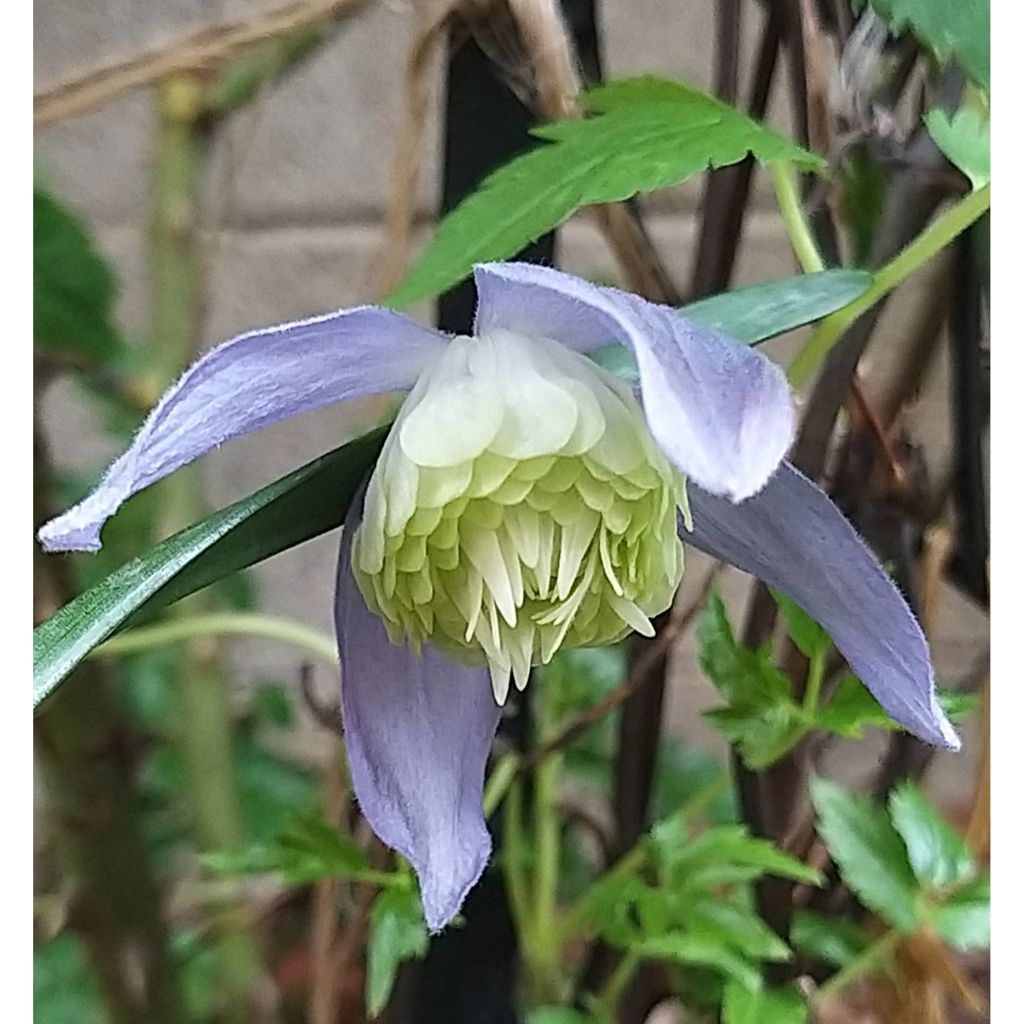 Clematis Ocean Pearl