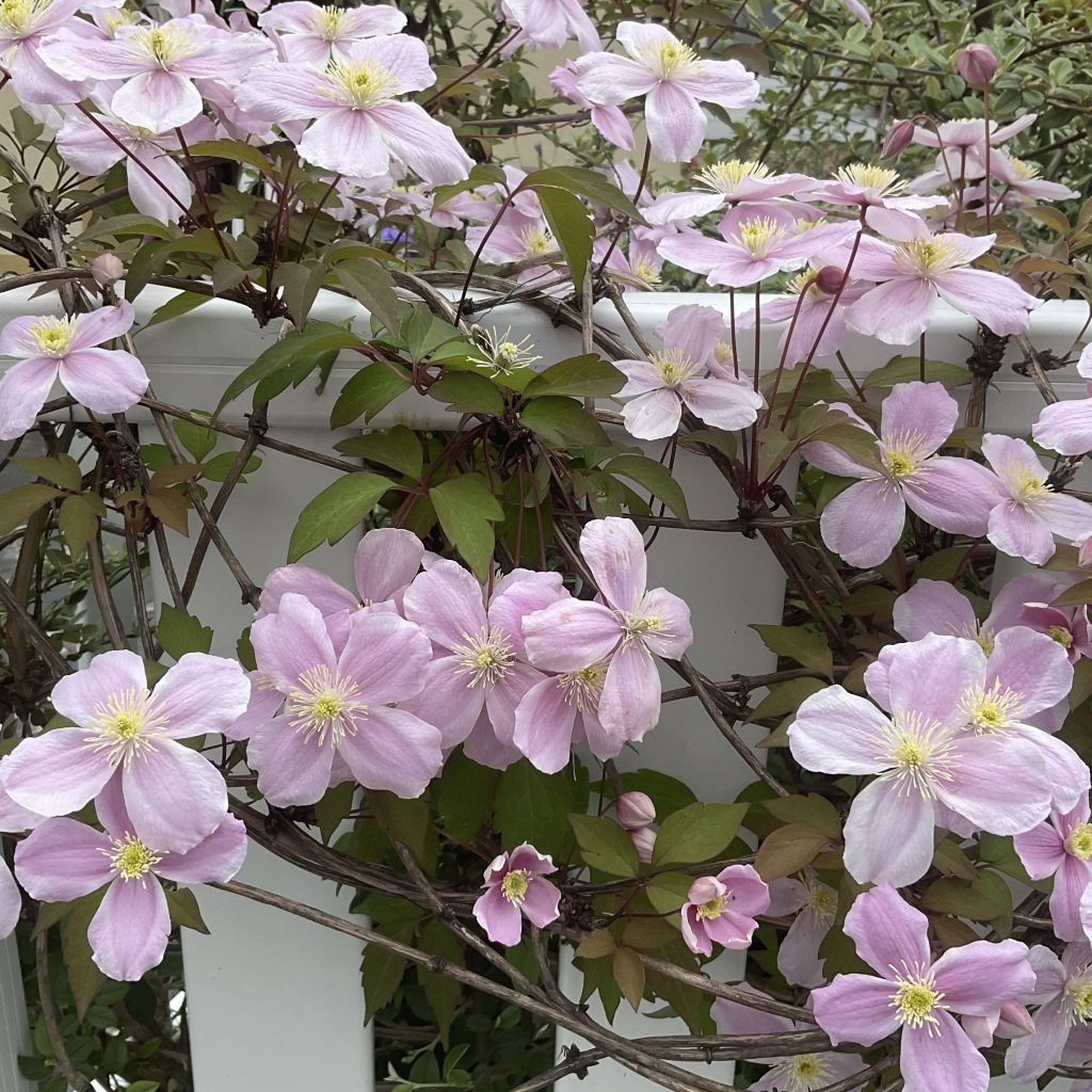 Clematis Pink Perfection