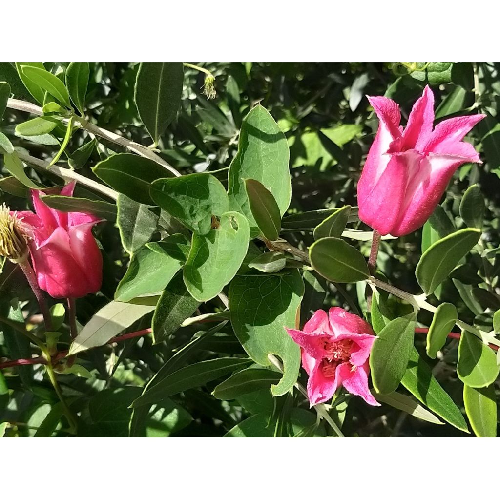 Clematis texensis Queen Maxima - Flor de cuero escarlata