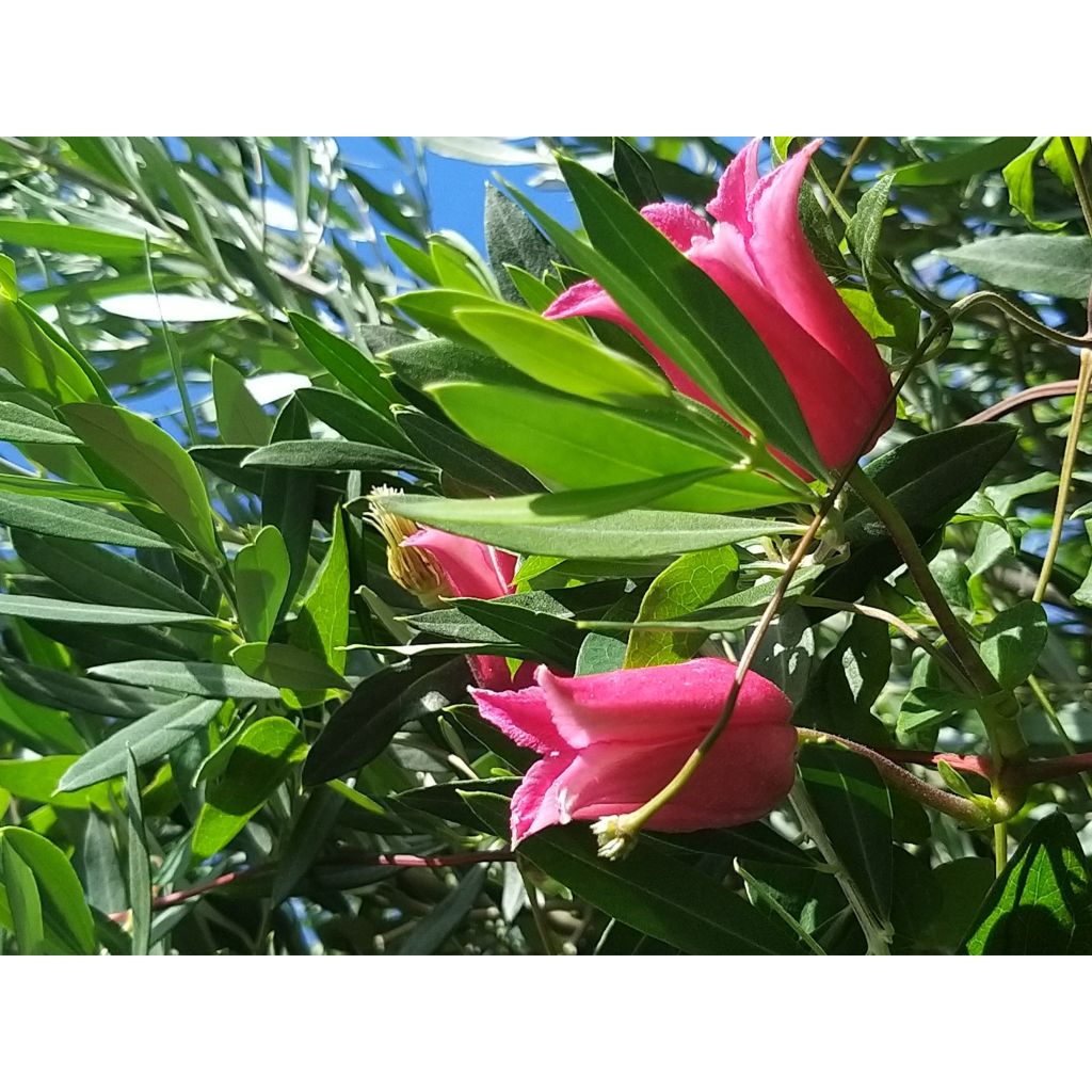 Clematis texensis Queen Maxima - Flor de cuero escarlata