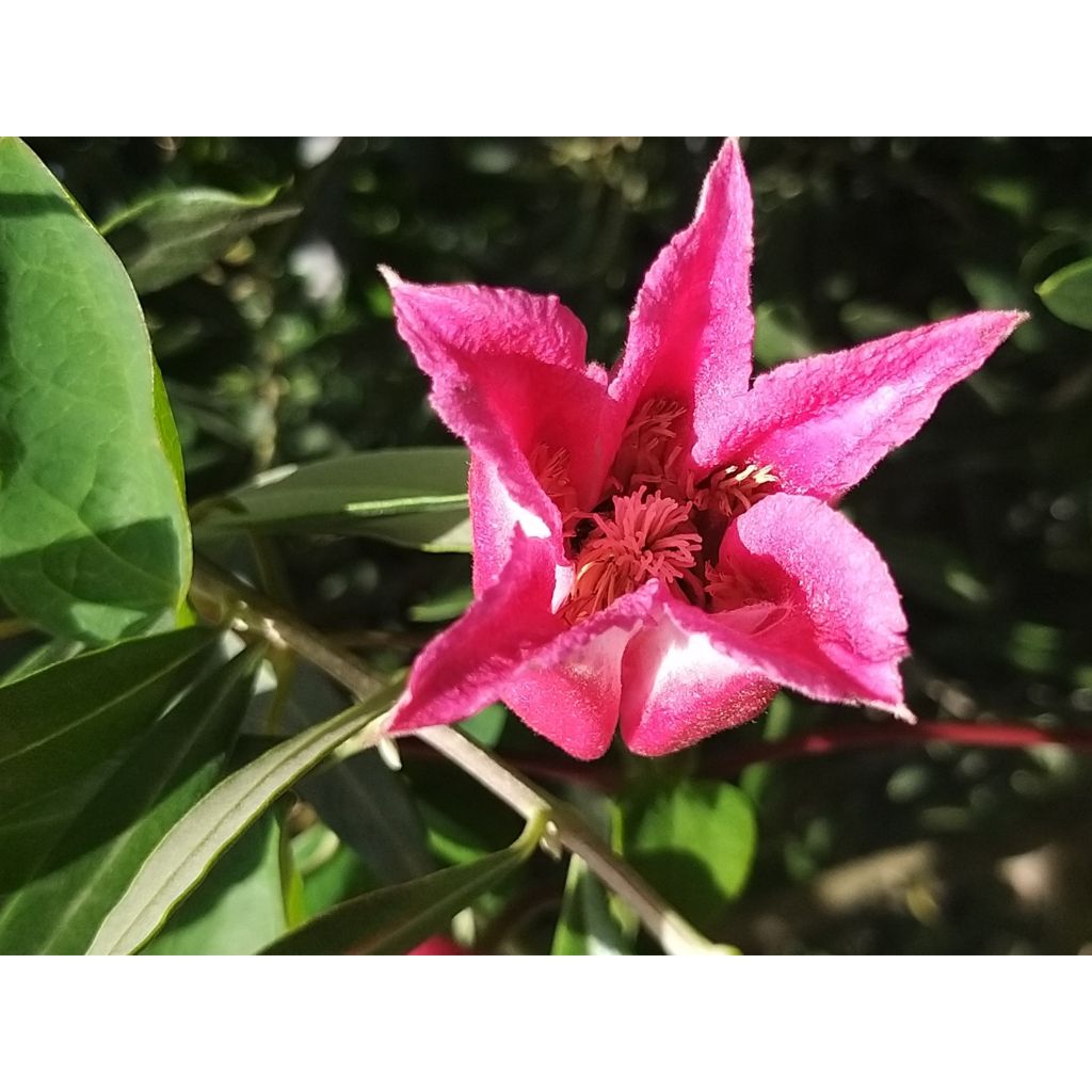 Clematis texensis Queen Maxima - Flor de cuero escarlata