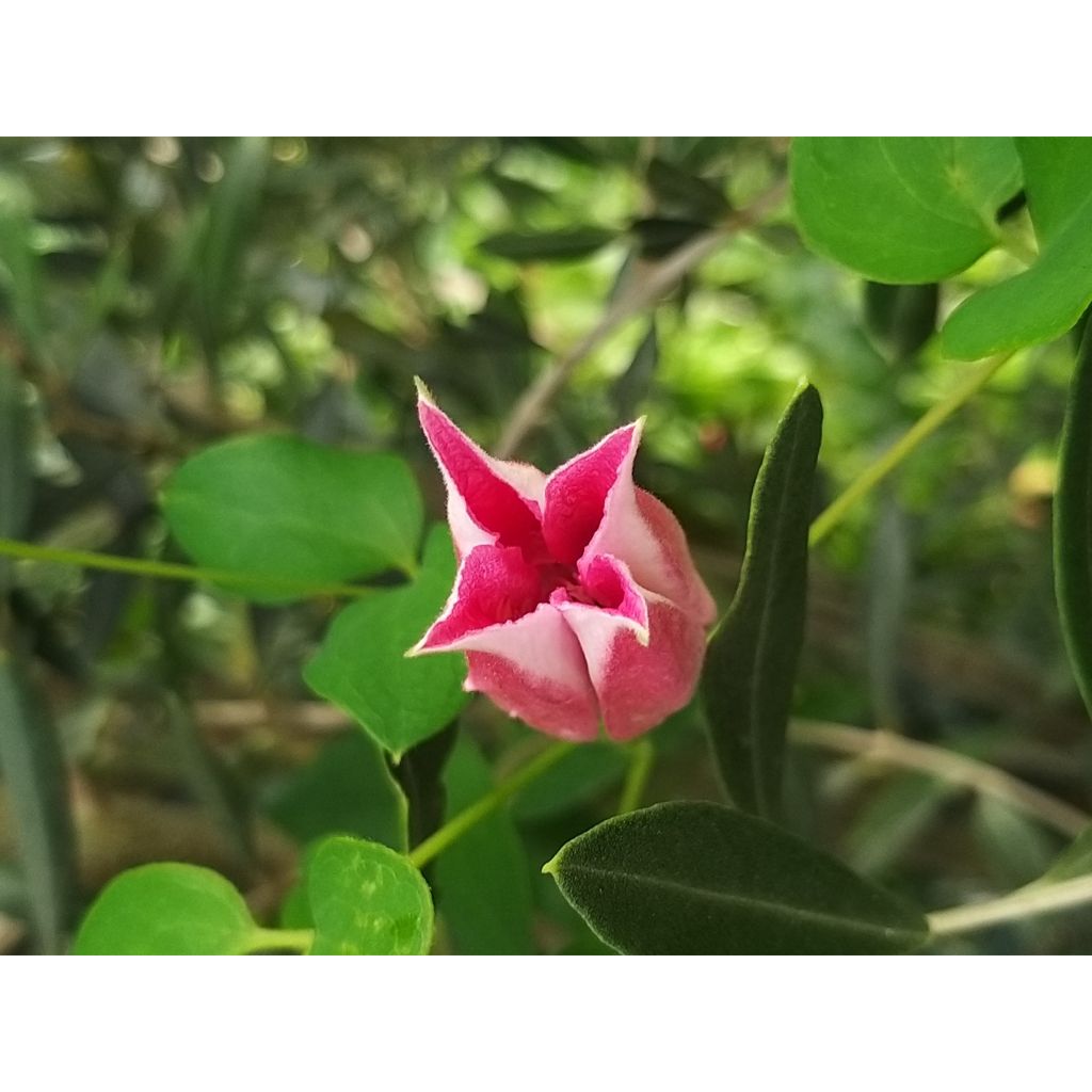 Clematis texensis Queen Maxima - Flor de cuero escarlata