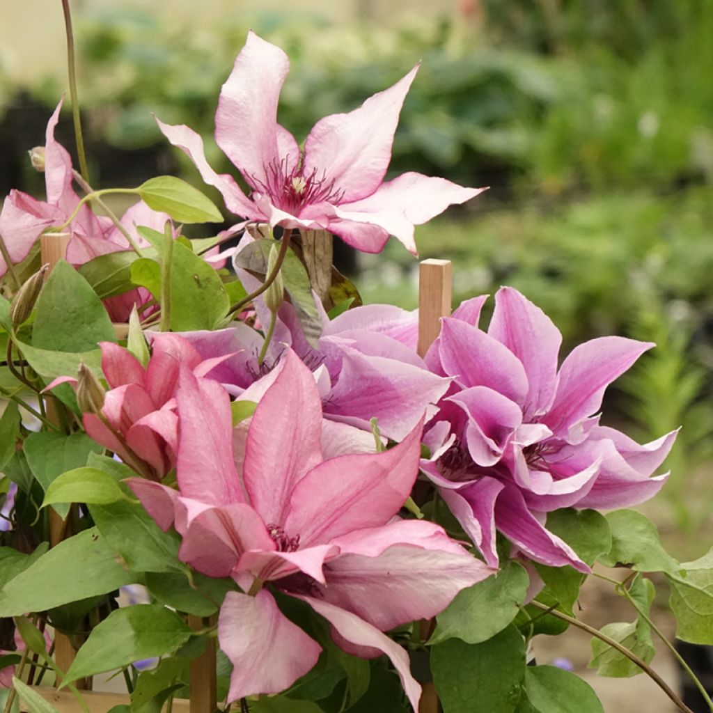 Clematis Mix