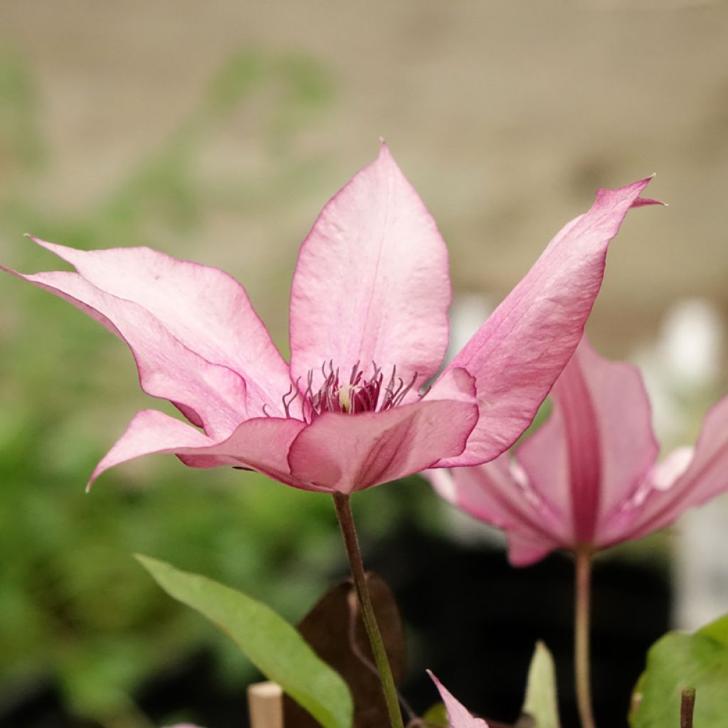 Clematis Mix