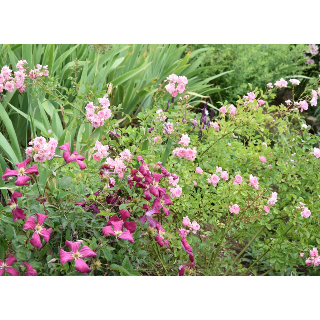 Clematis viticella Mme Julia Correvon