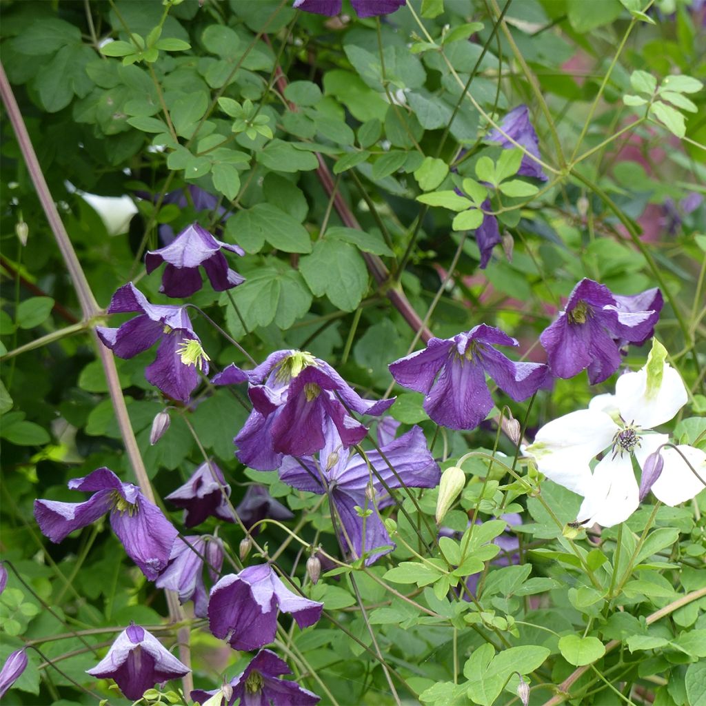 Clematis viticella