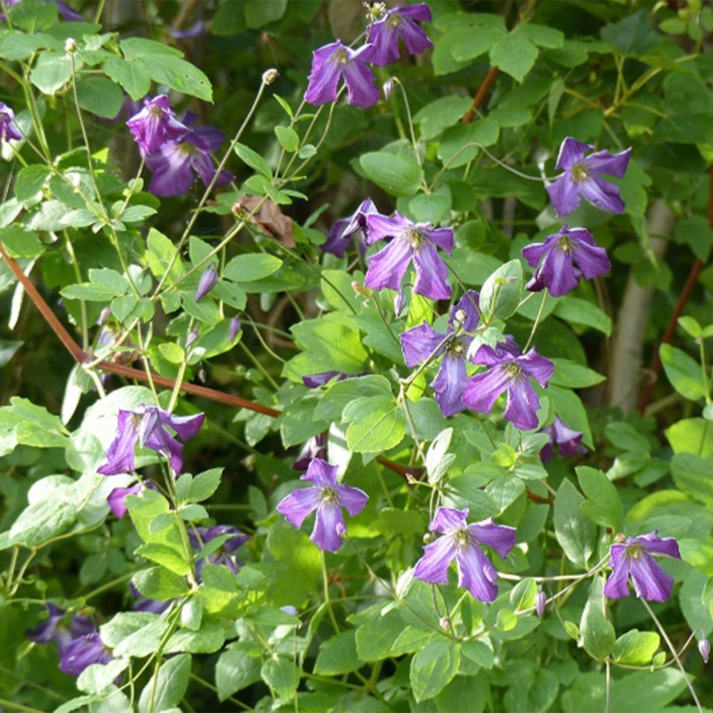 Clematis viticella