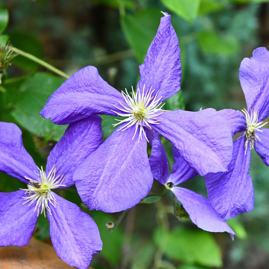 Clematis viticella