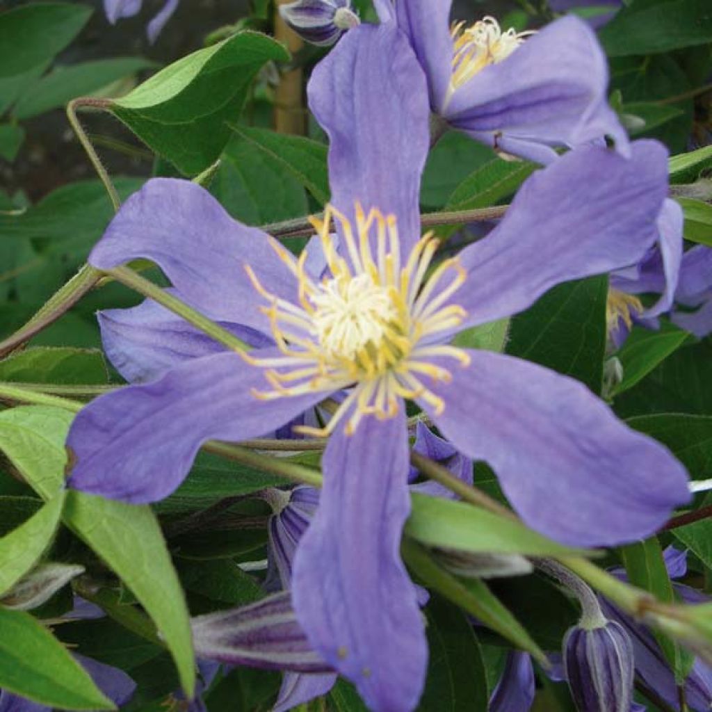 Clematis Juuli
