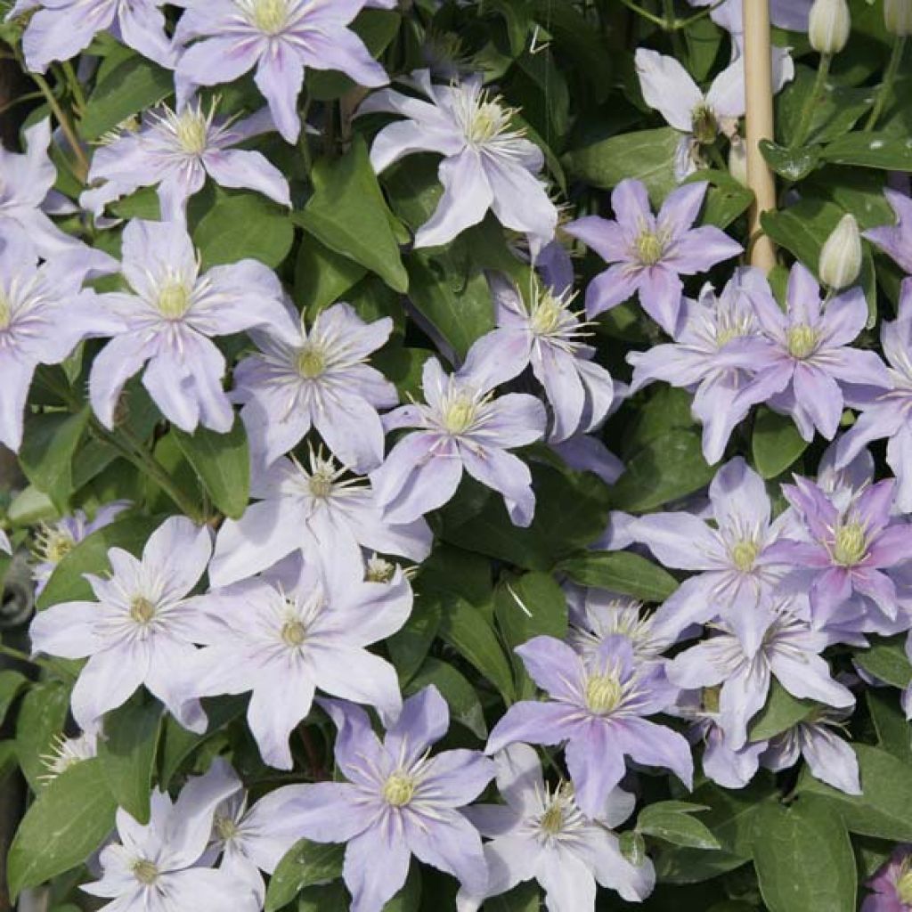 Clematis Juuli