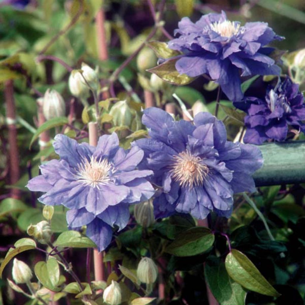 Clematis Kiri Te Kanawa