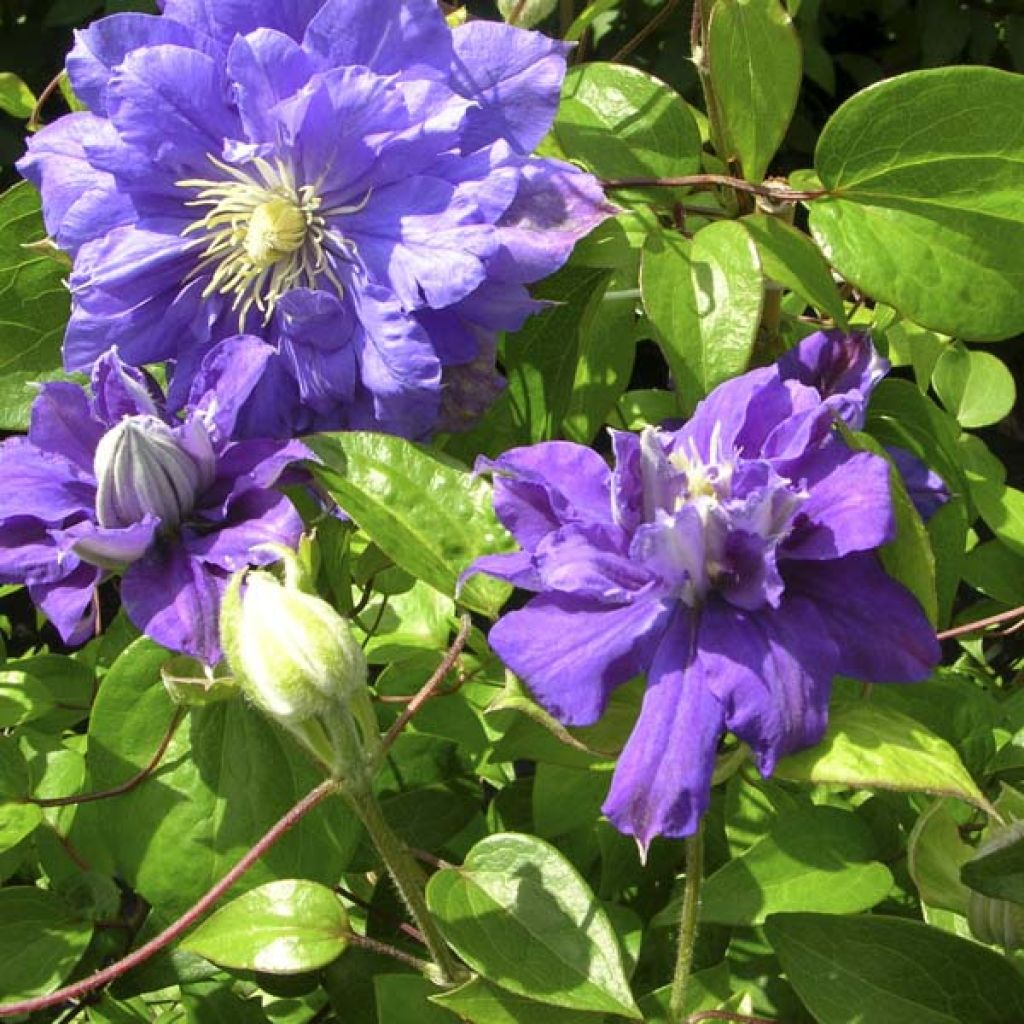Clematis Kiri Te Kanawa