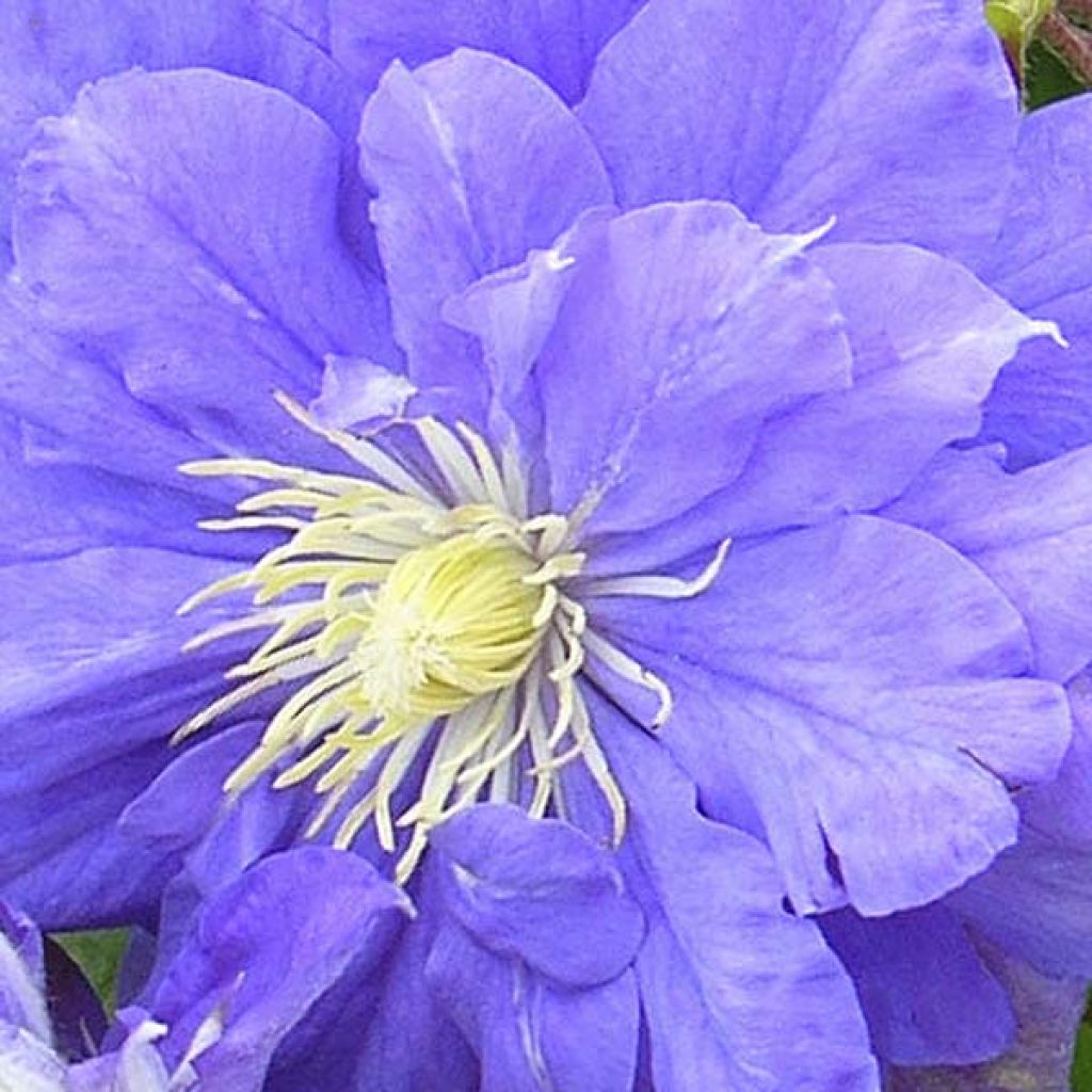 Clematis Kiri Te Kanawa