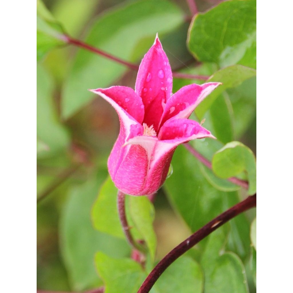 Clematis texensis Princess Diana - Flor de cuero escarlata