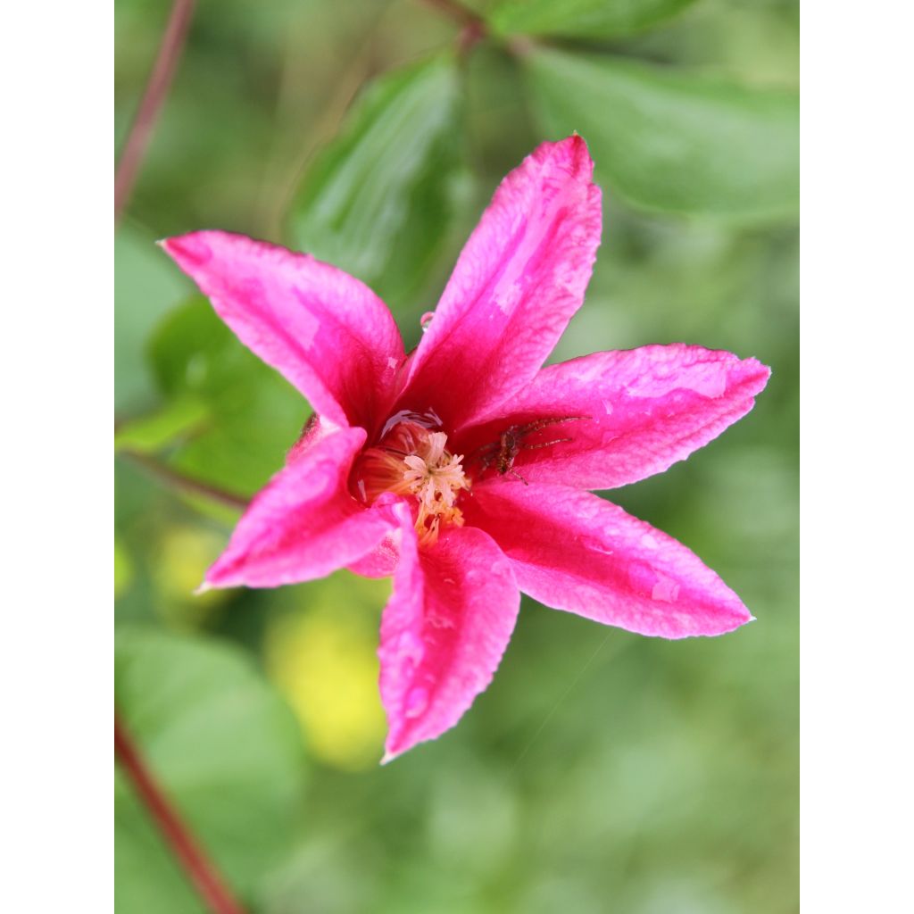 Clematis texensis Princess Diana - Flor de cuero escarlata