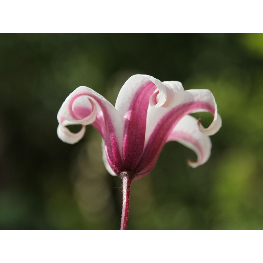 Clematis texensis Princess Kate - Flor de cuero escarlata