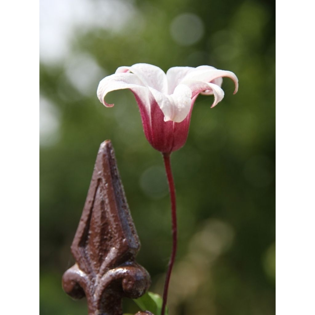 Clematis texensis Princess Kate - Flor de cuero escarlata
