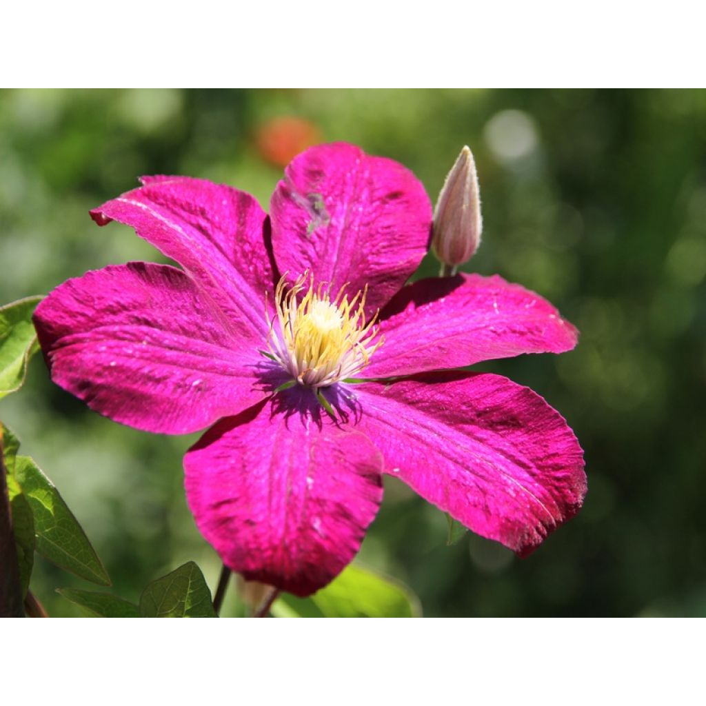 Clematis Ville de Lyon